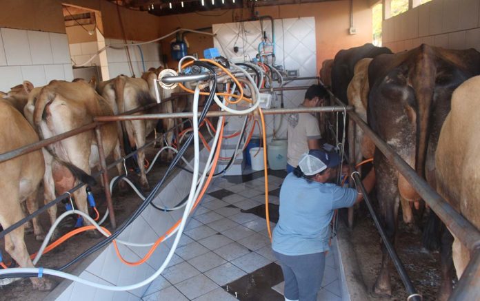 Novas regras para transporte de leite devem excluir milhares de pequenos produtores