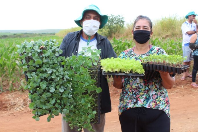 MST do Paraná cria hortas orgânicas para doação de alimentos durante pandemia do Coronavírus